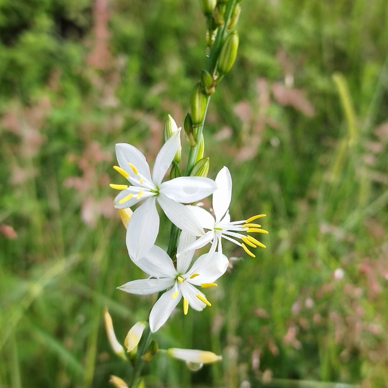 Echeandia cholulensis photo 2