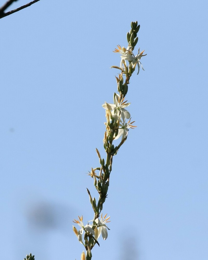 Echeandia cholulensis photo 3