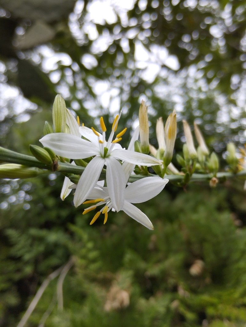Echeandia cholulensis photo 4