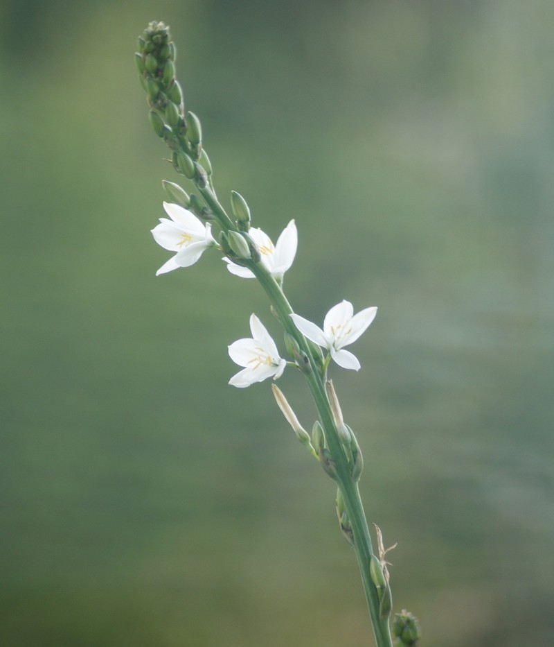 Echeandia cholulensis photo 5