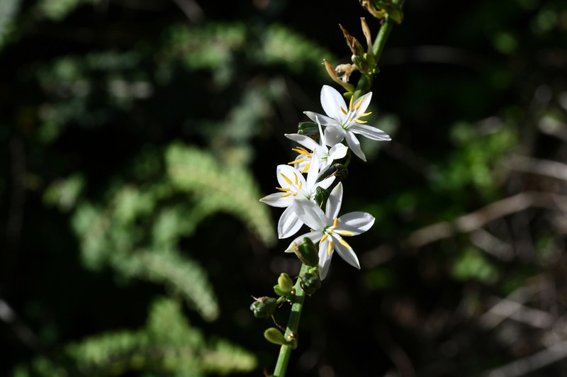 Echeandia cholulensis photo 6