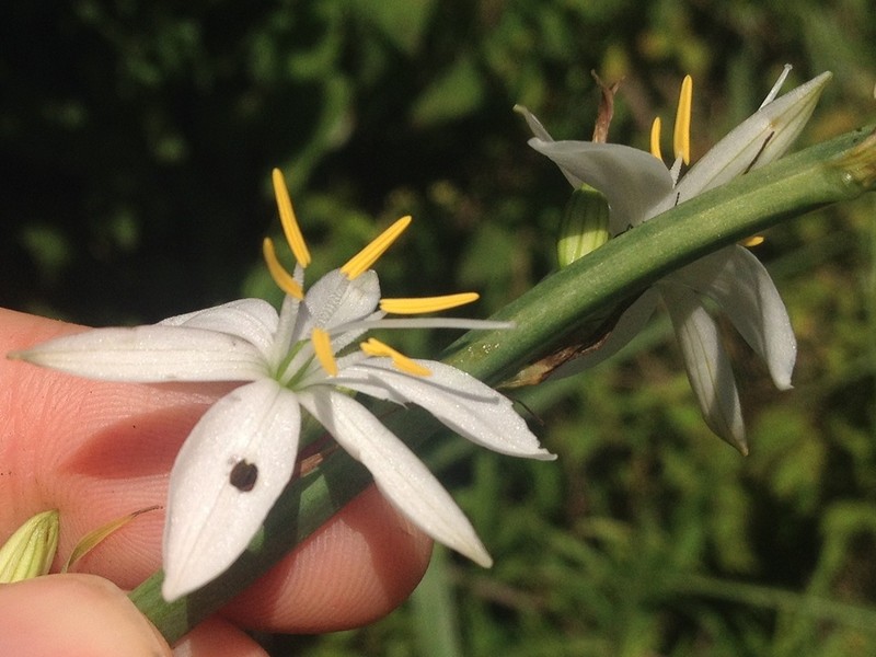 Echeandia cholulensis photo 7