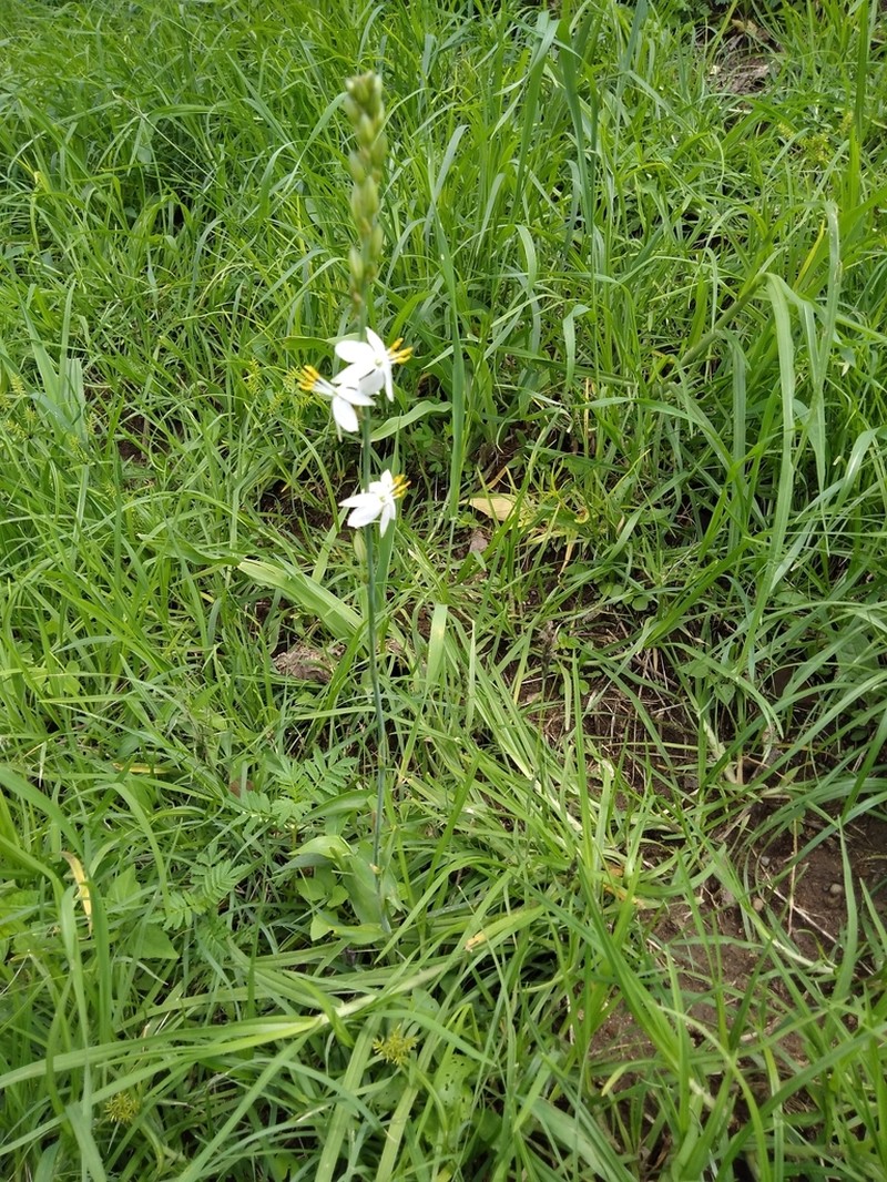 Echeandia cholulensis photo 8