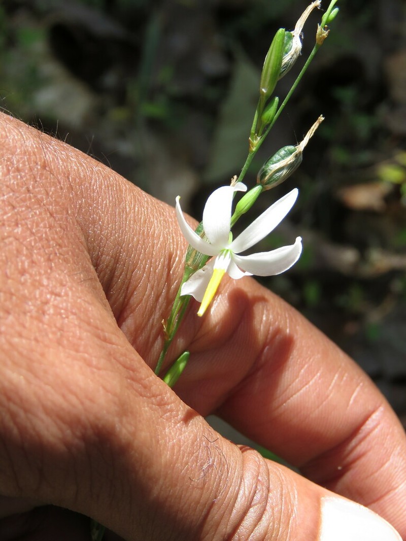 Echeandia jaliscensis