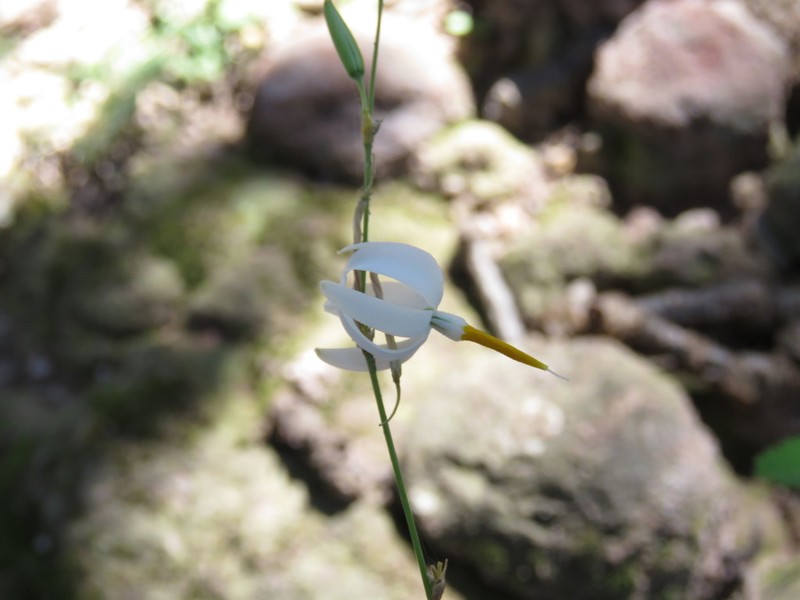 Echeandia jaliscensis photo 2