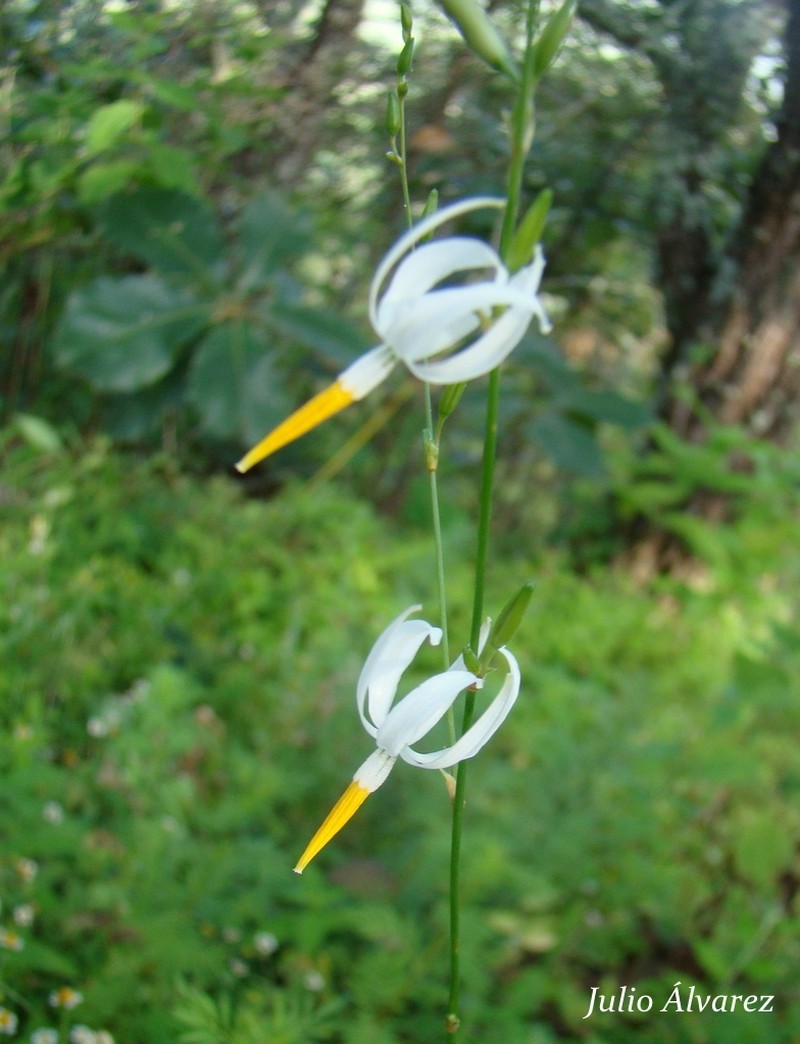 Echeandia jaliscensis photo 3