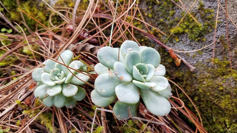 Echeveria andreae
