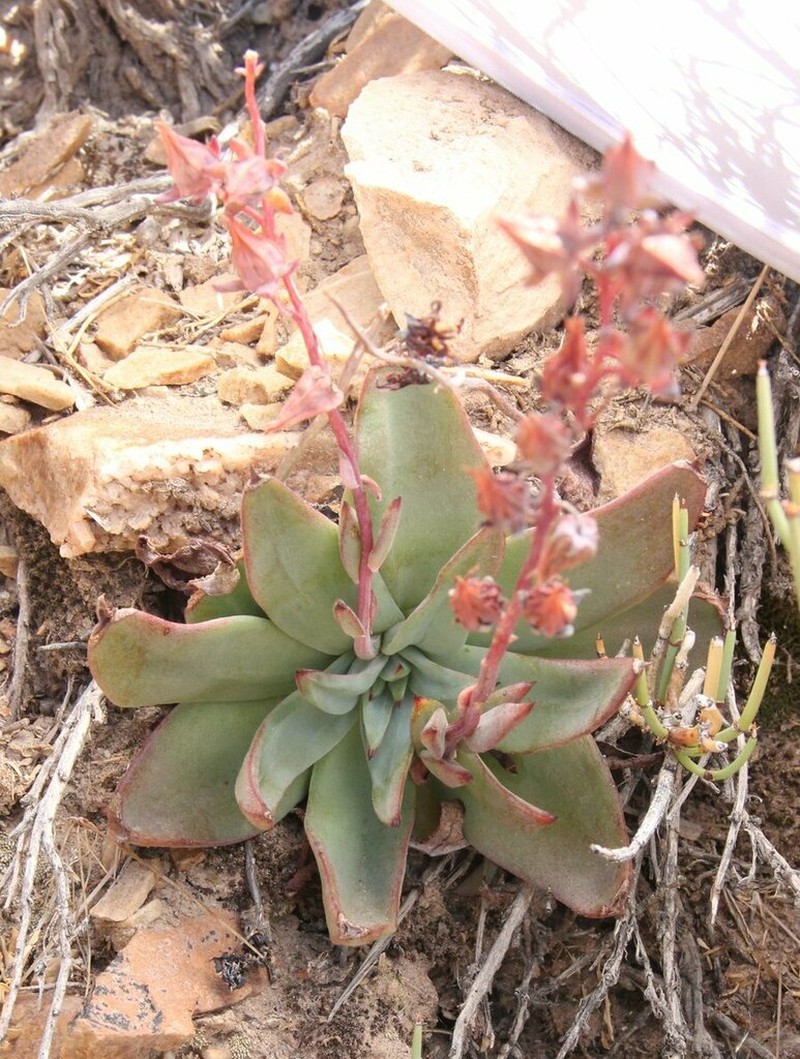 Echeveria argentinensis photo 4