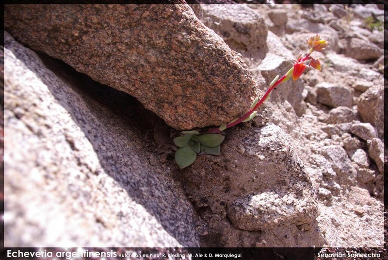 Echeveria argentinensis photo 5