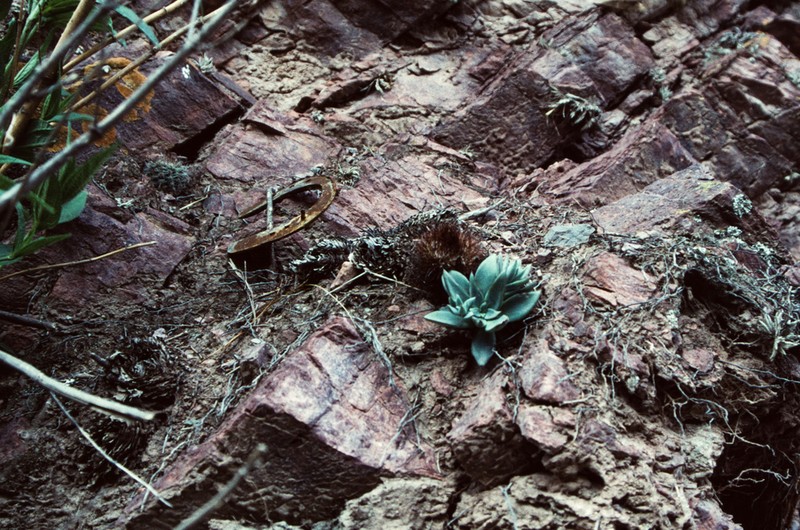 Echeveria argentinensis photo 6