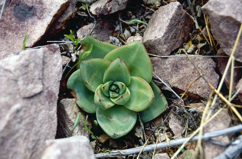 Echeveria argentinensis var. argentinensis