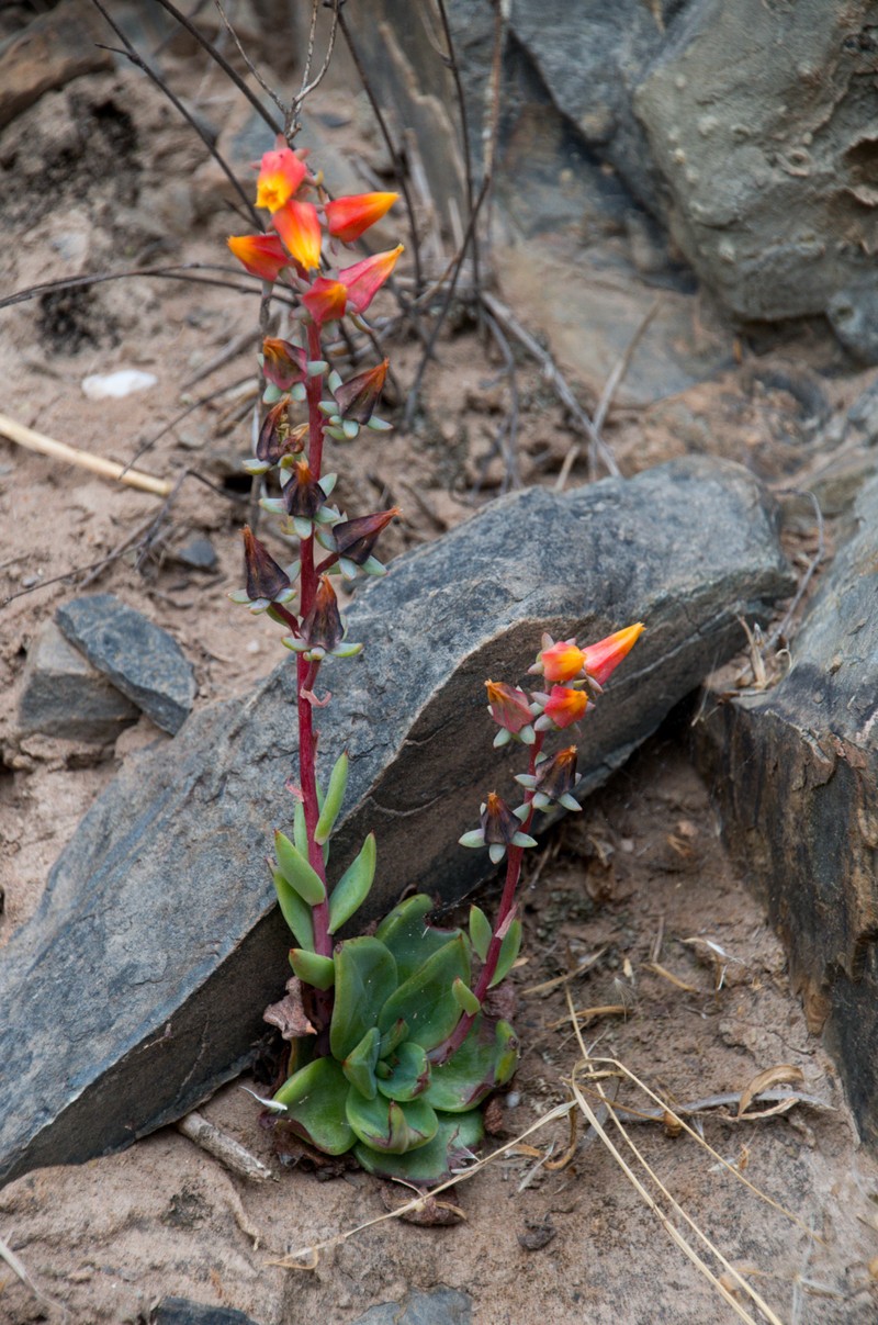 Echeveria argentinensis var. kieslingii