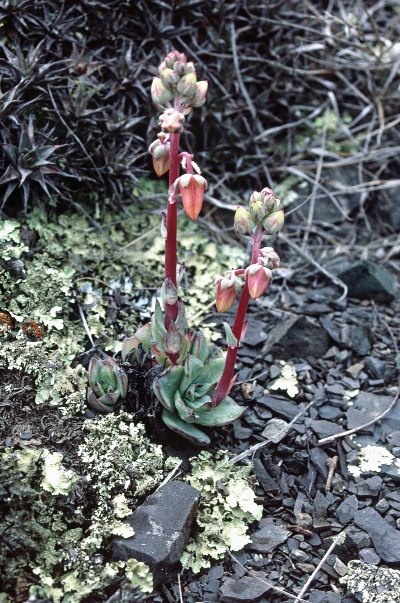 Echeveria argentinensis var. kieslingii photo 2