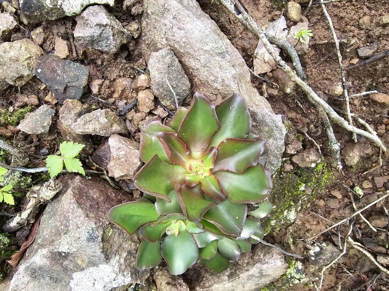 Echeveria aurantiaca photo 2