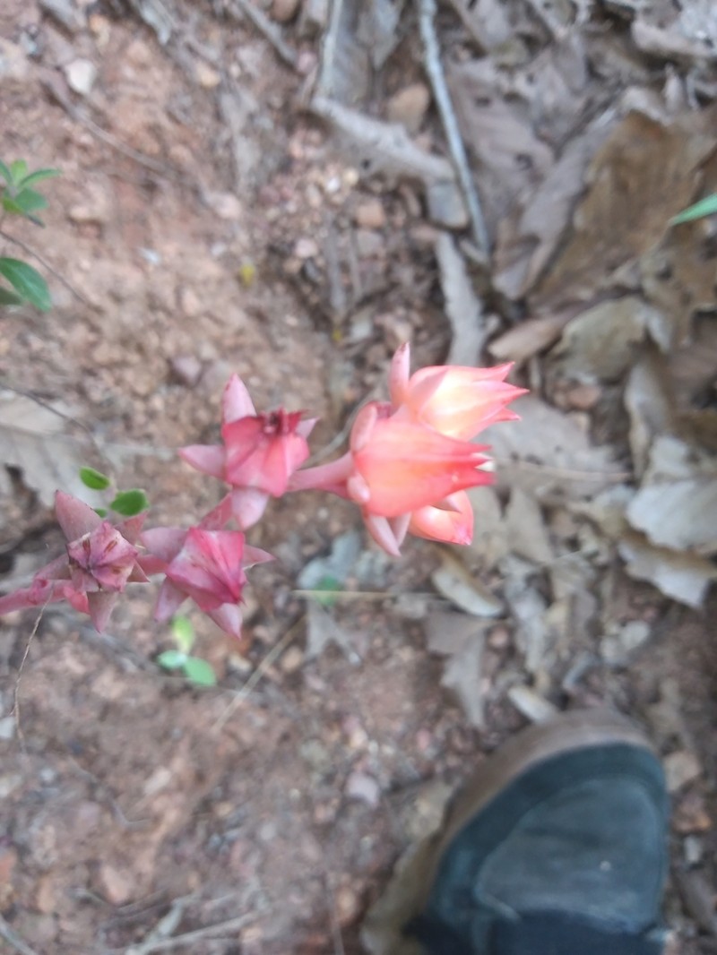 Echeveria aurantiaca photo 3
