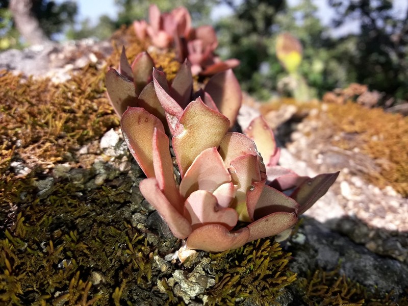 Echeveria aurantiaca photo 4