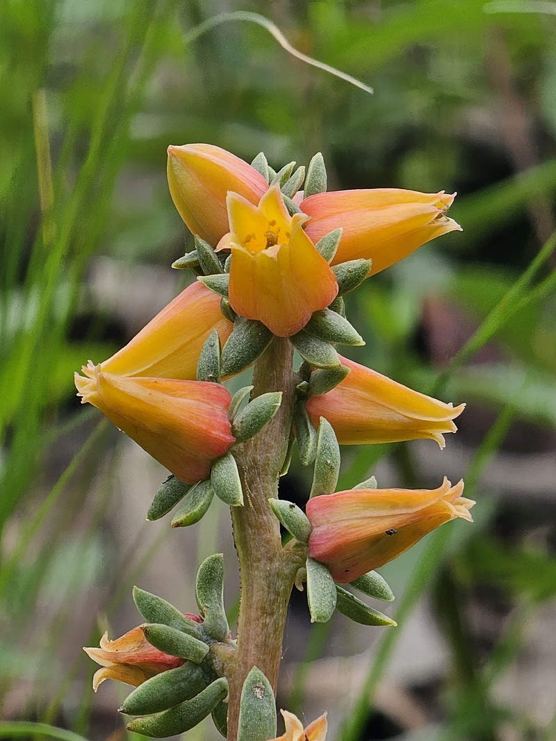 Echeveria chiclensis var. cantaensis