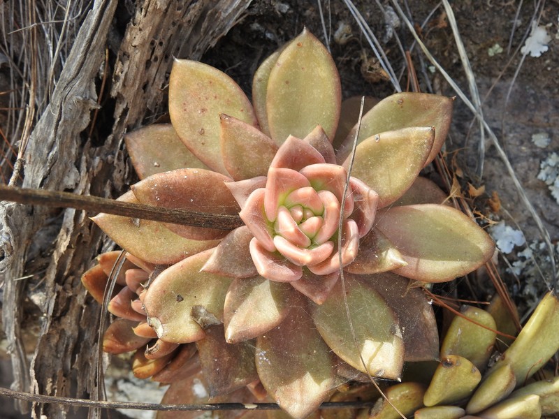 Echeveria coppii photo 4