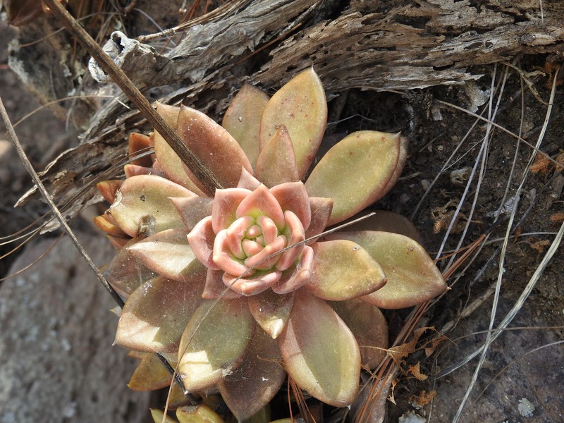Echeveria coppii photo 5