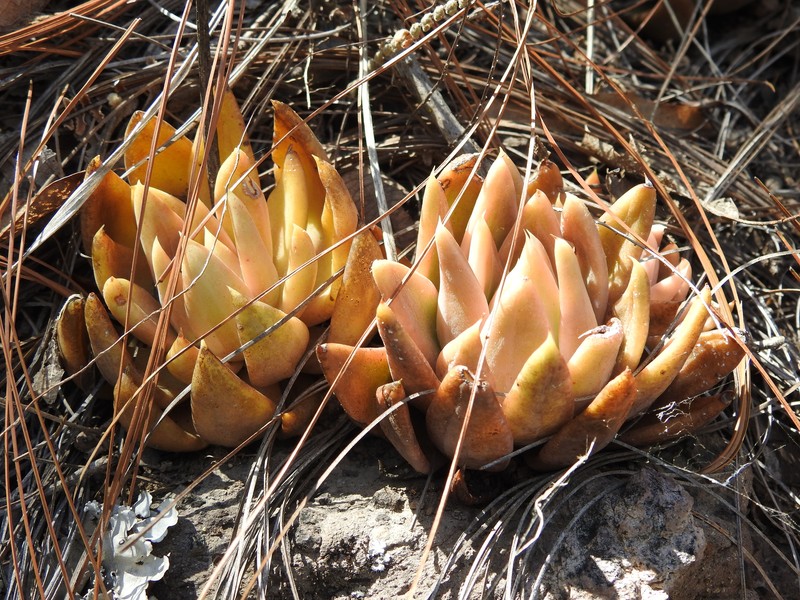 Echeveria coppii photo 6