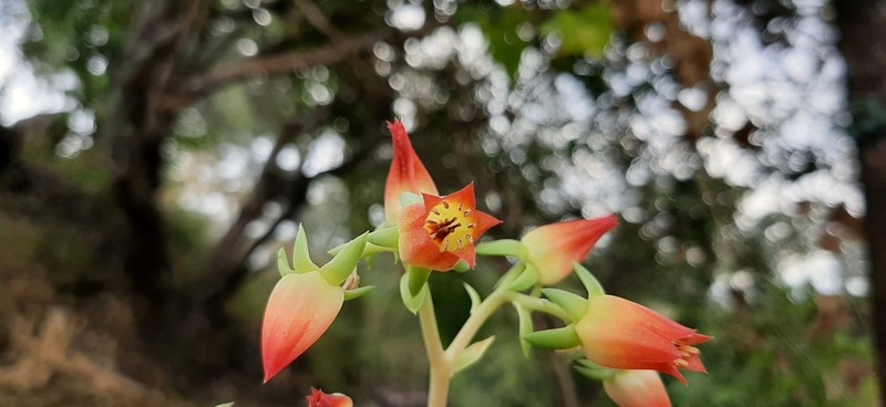 Echeveria coruana photo 3