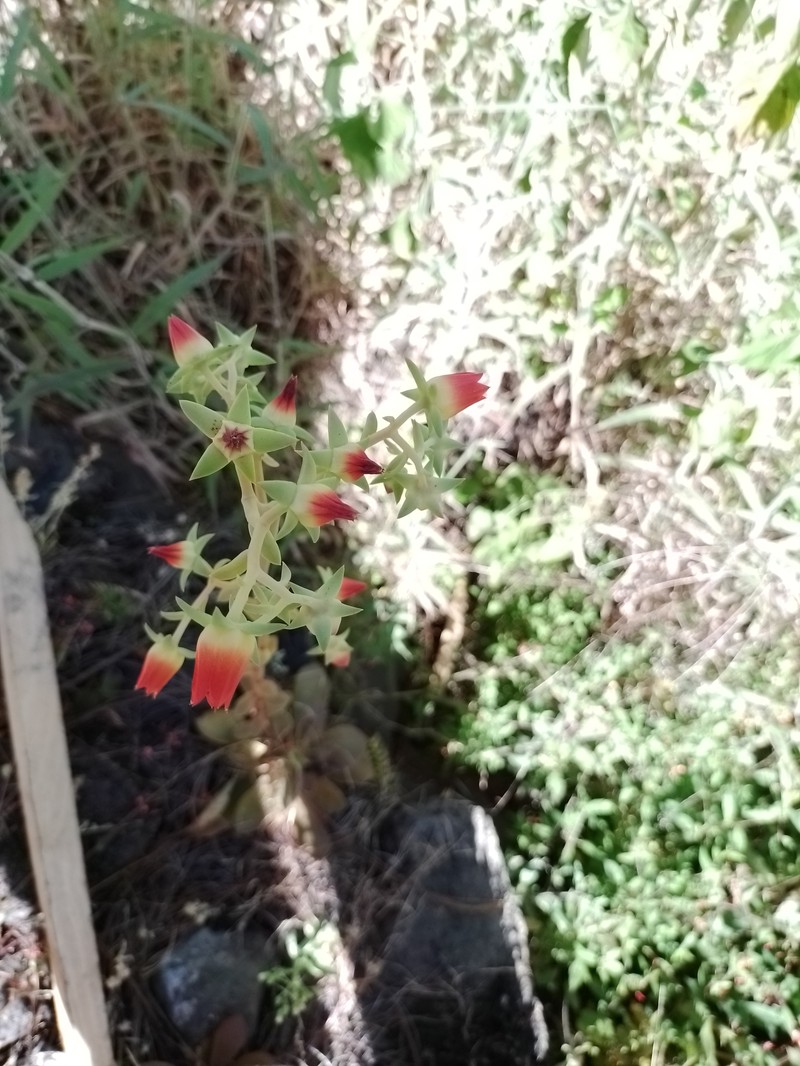 Echeveria coruana photo 5