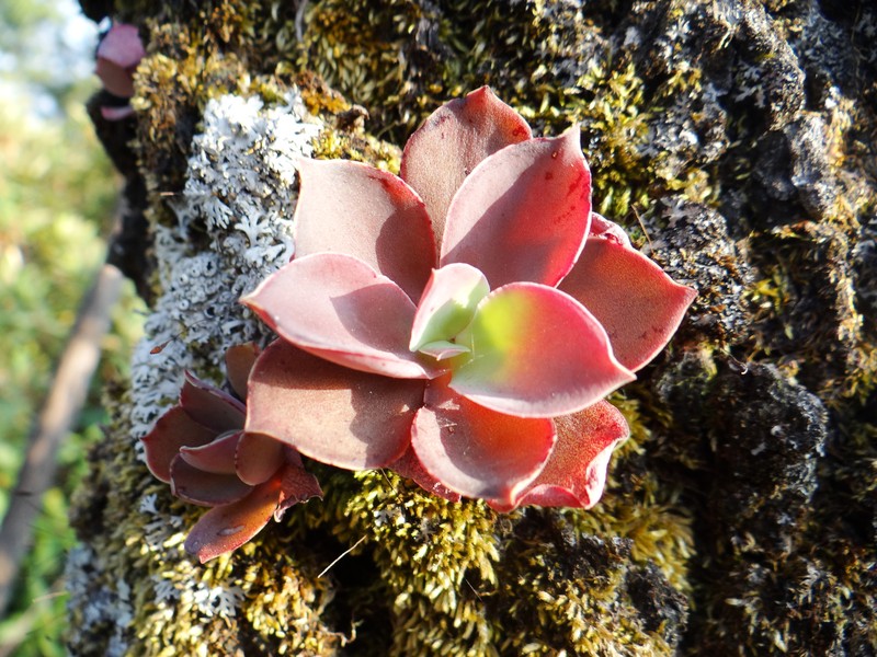 Echeveria coruana photo 6