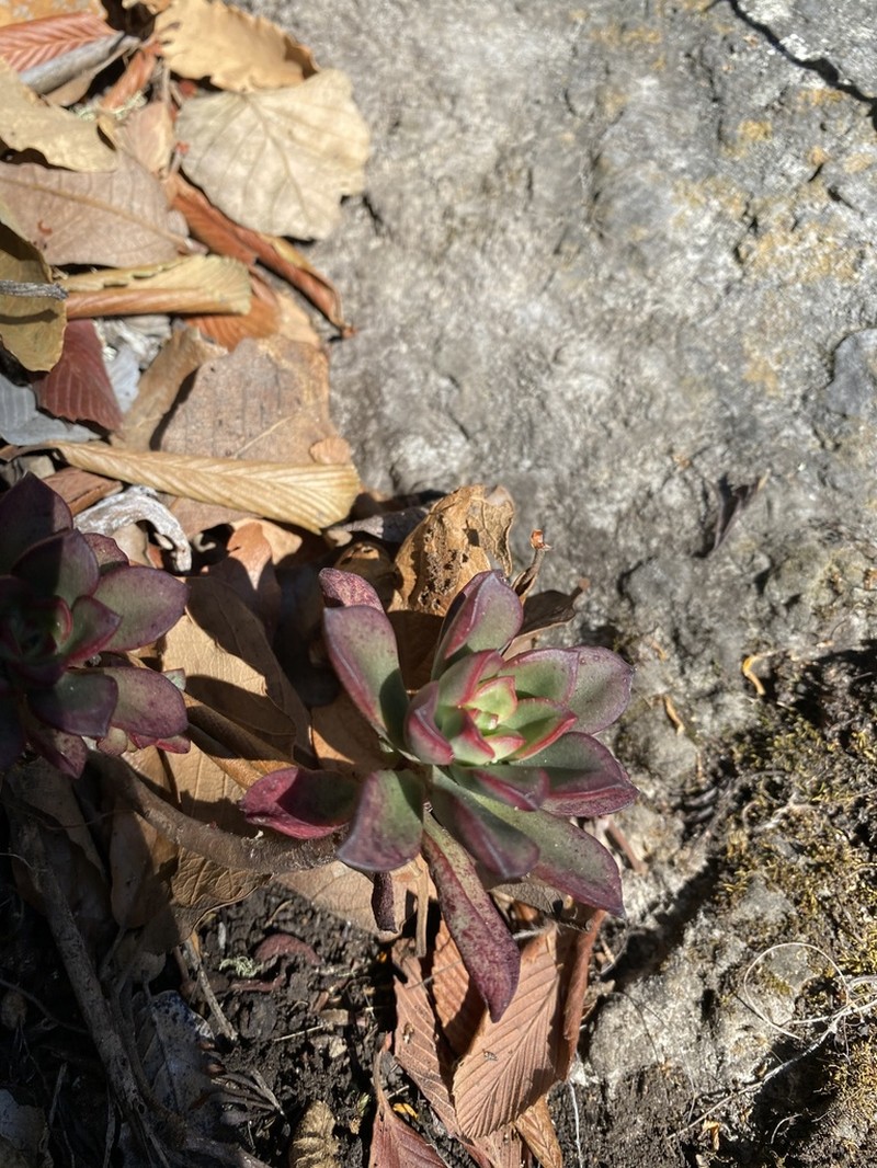 Echeveria cuevasii