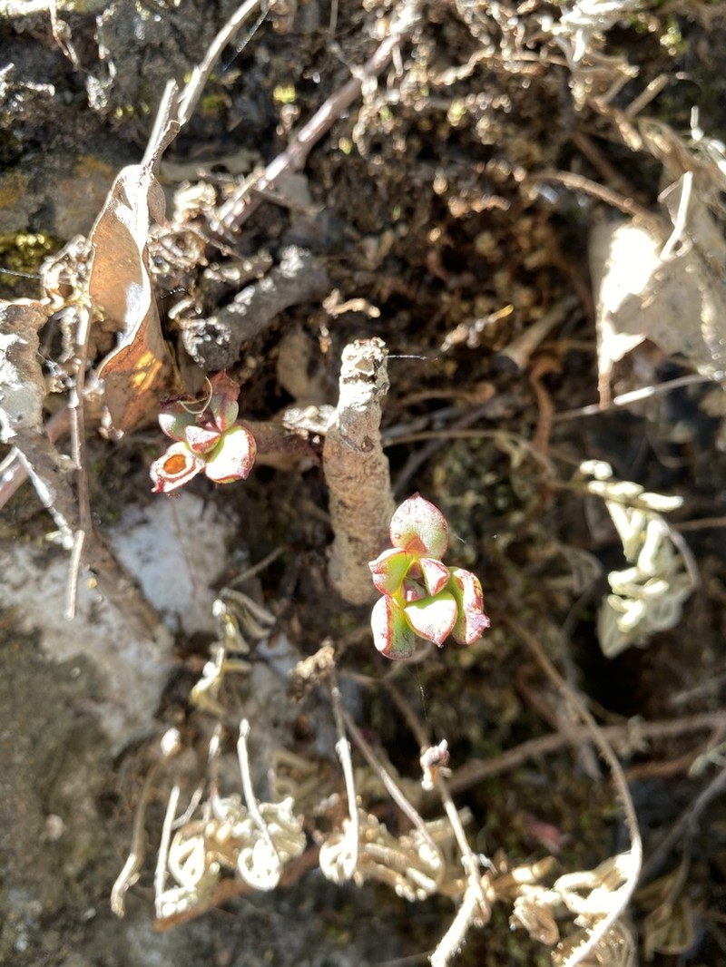 Echeveria cuevasii photo 2