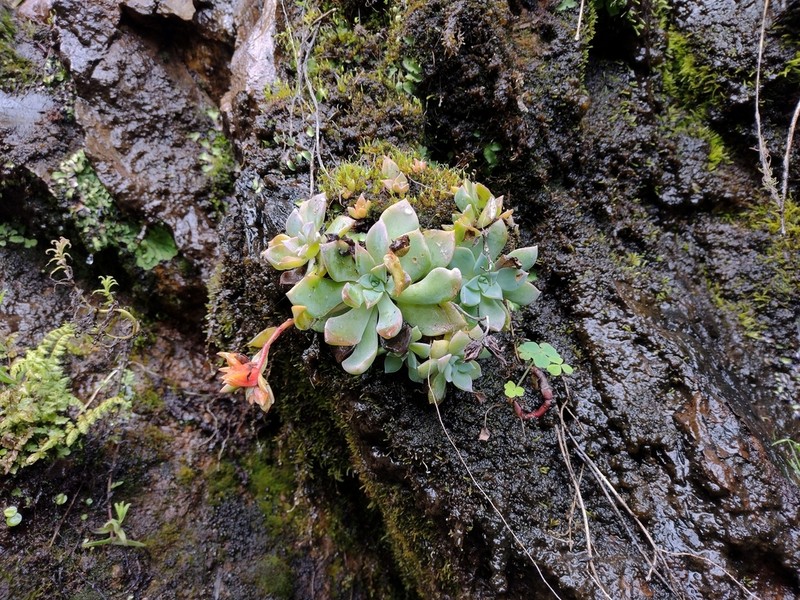 Echeveria cuscoensis photo 2