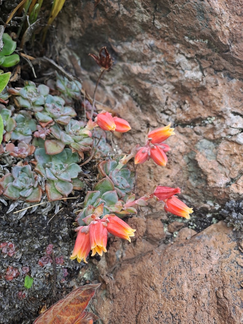 Echeveria cuscoensis photo 4