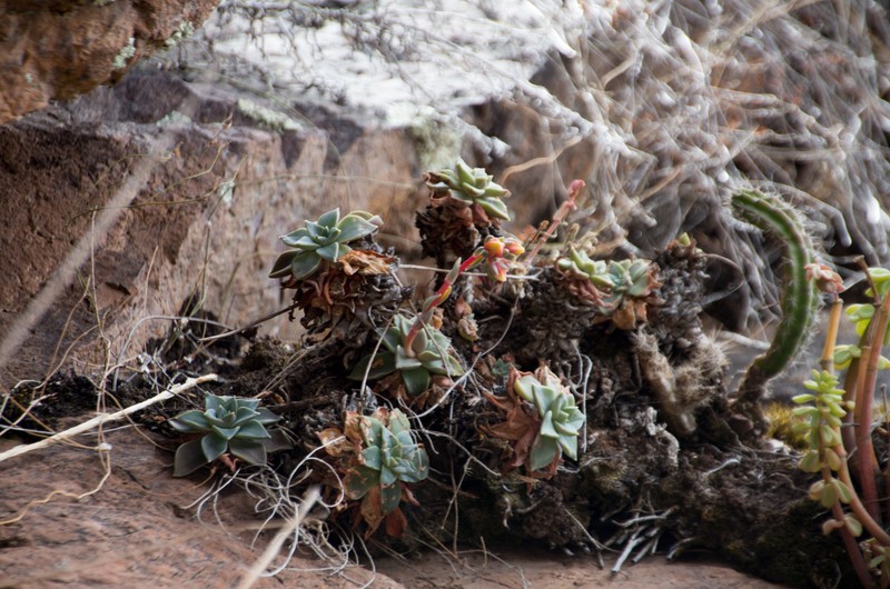 Echeveria cuscoensis photo 5