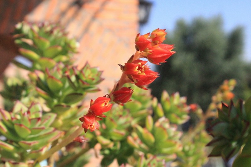 Echeveria flammigera photo 5