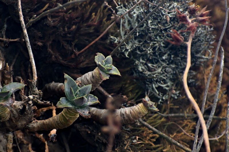 Echeveria fruticosa photo 5