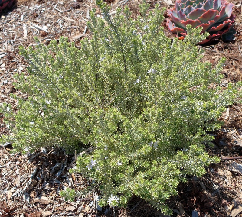 Echeveria fruticosa