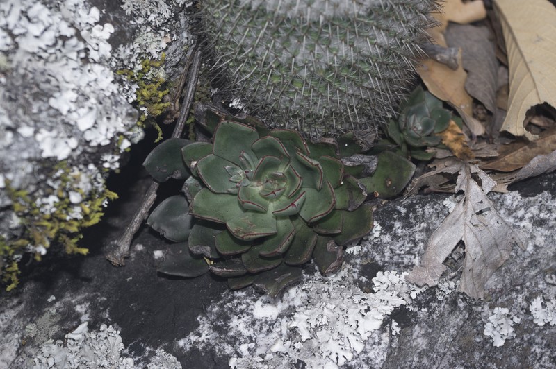 Echeveria islasiae