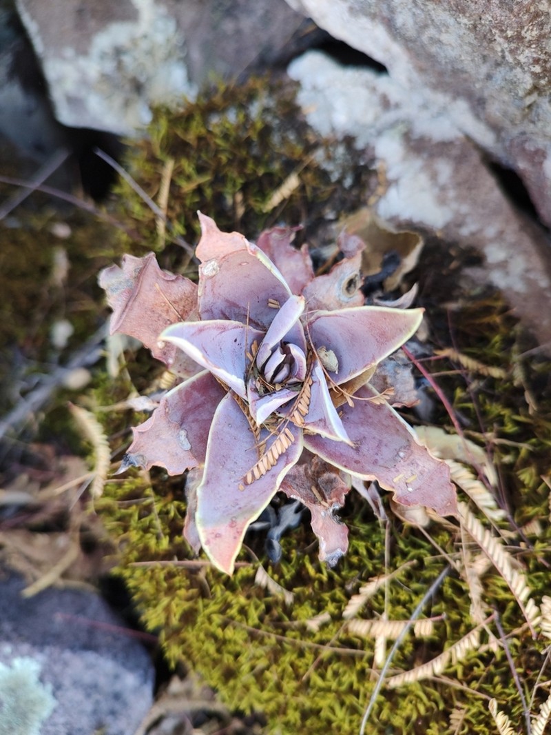 Echeveria kristenii