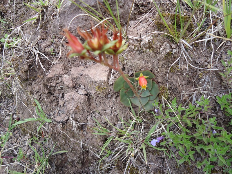 Echeveria longissima subsp. longissima
