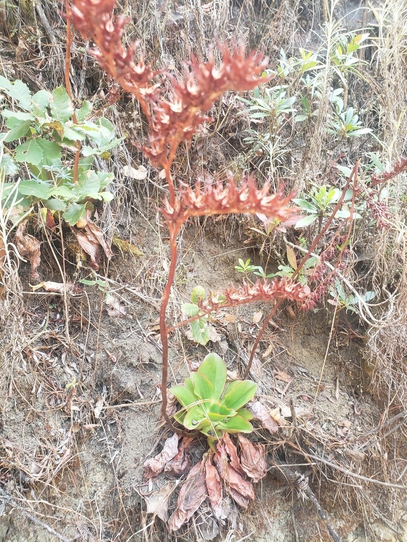 Echeveria michihuacana photo 3