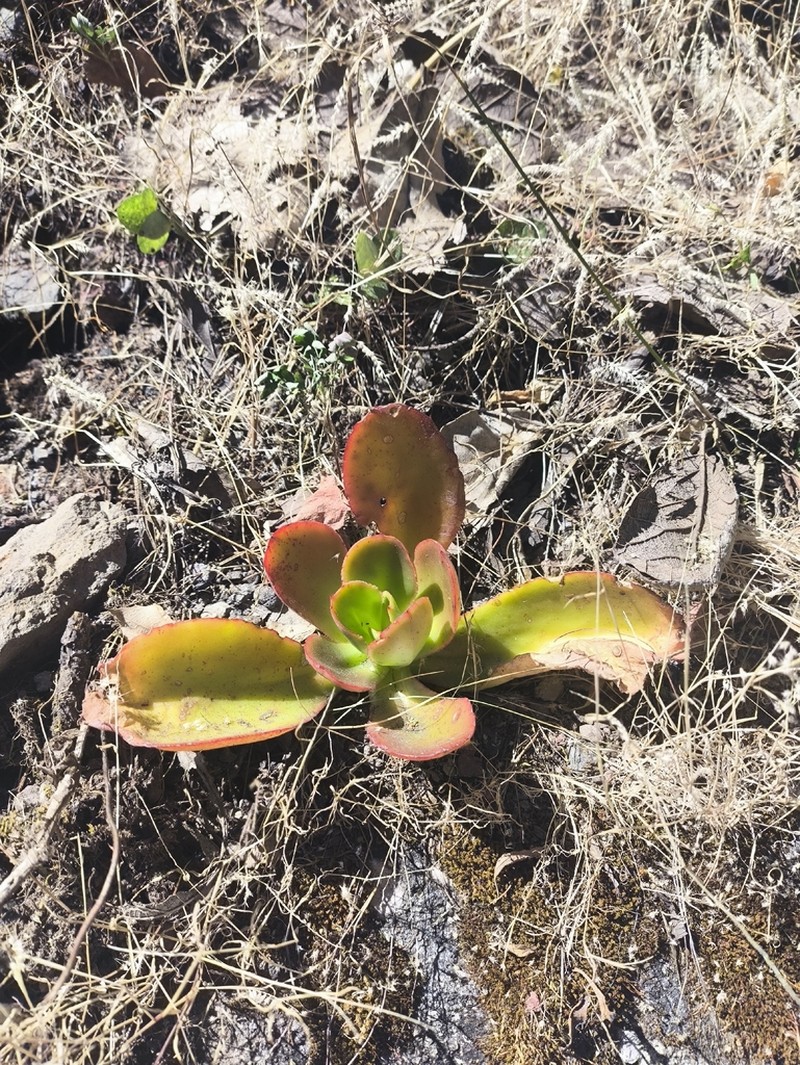 Echeveria michihuacana photo 5