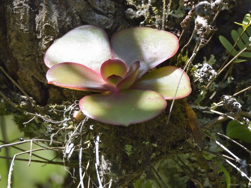 Echeveria michihuacana photo 6
