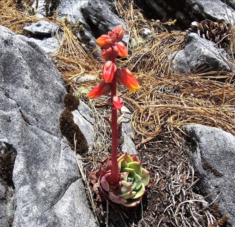 Echeveria mondragoniana