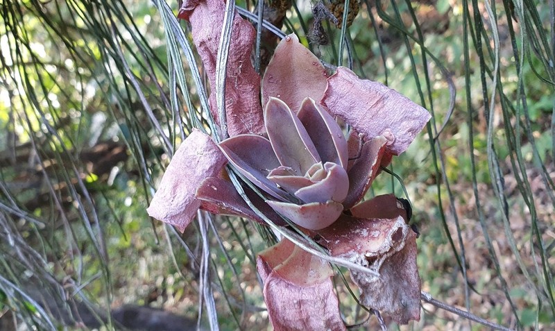 Echeveria munizii photo 5