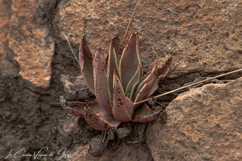 Echeveria paniculata var. paniculata