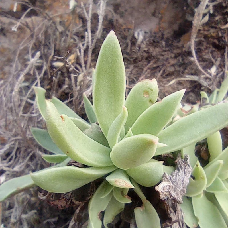 Echeveria paniculata var. paniculata photo 2
