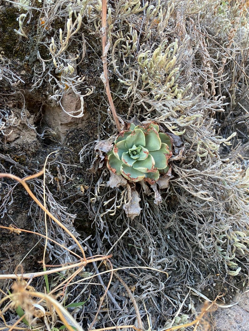 Echeveria paniculata var. paniculata photo 3