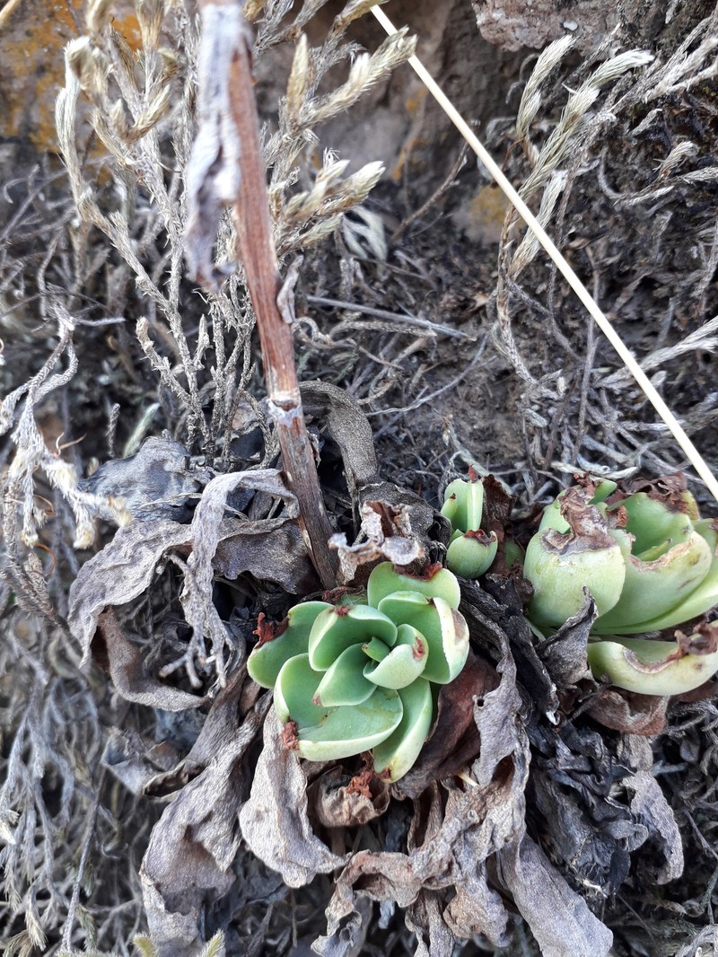 Echeveria paniculata var. paniculata photo 4