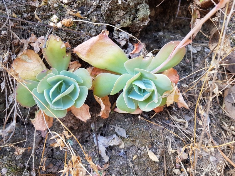 Echeveria pistioides photo 5