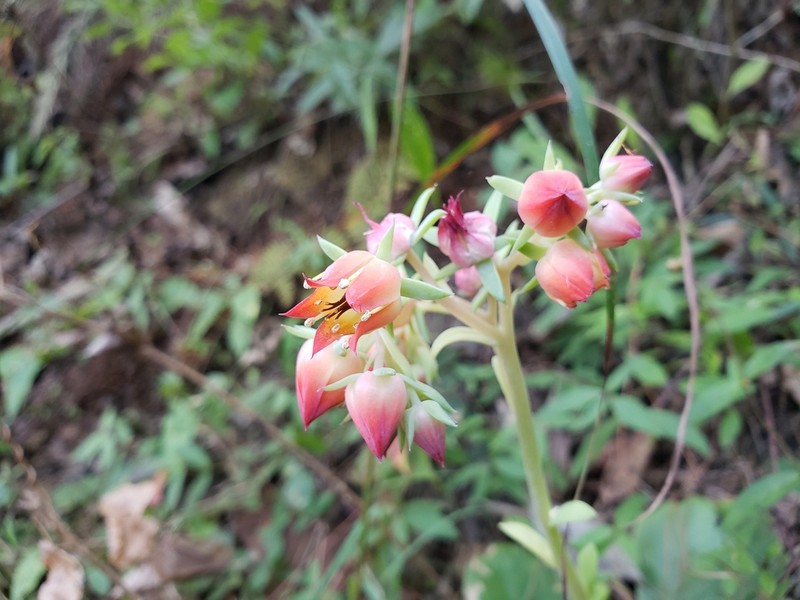 Echeveria pistioides photo 7