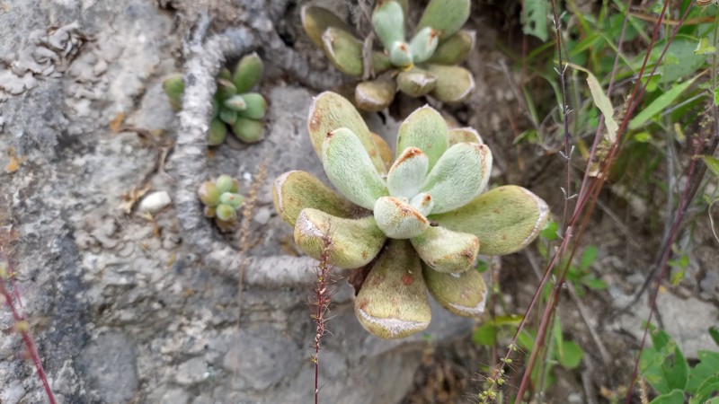 Echeveria pulvinata var. leucotricha photo 2